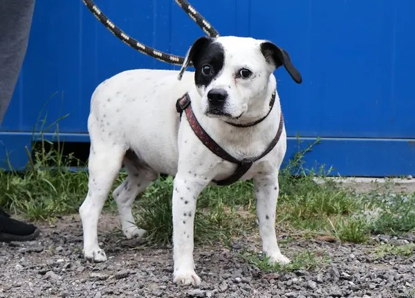 Znaleziono psa, Łódź, 17 sierpnia 2025 (1/5)