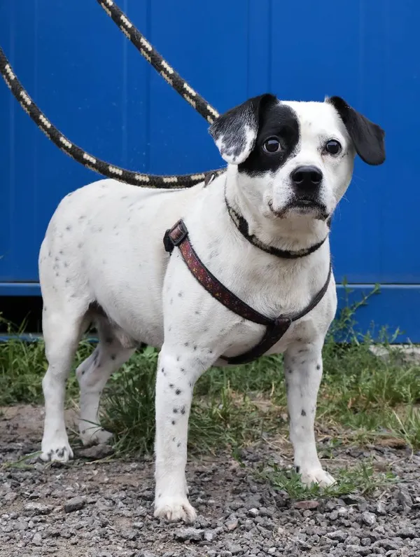 Znaleziono psa, Łódź, 17 sierpnia 2025 (3/5)