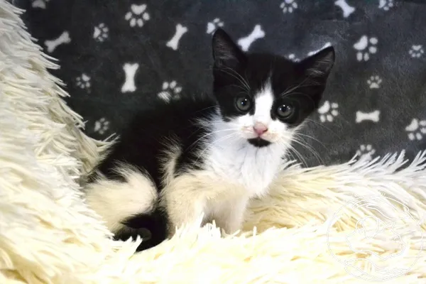 Kot do adopcji, Chełmek, 2 sierpnia 2025