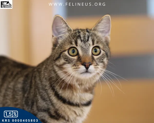 Kot do adopcji, Rzeszów, 19 sierpnia 2025 (1/6)