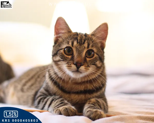 Kot do adopcji, Rzeszów, 19 sierpnia 2025 (2/6)