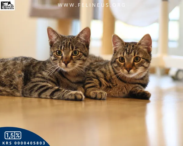 Kot do adopcji, Rzeszów, 19 sierpnia 2025 (4/6)