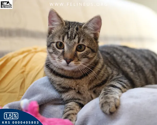 Kot do adopcji, Rzeszów, 19 sierpnia 2025 (5/6)