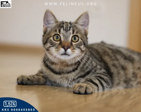 Kot do adopcji, Rzeszów, 19 sierpnia 2025 (6/6)