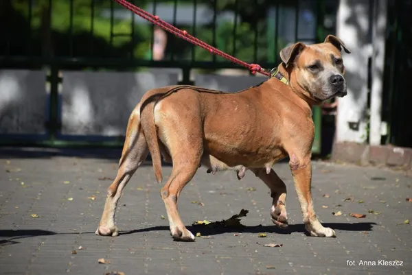 Znaleziono psa, Toruń, 7 lipca 2025