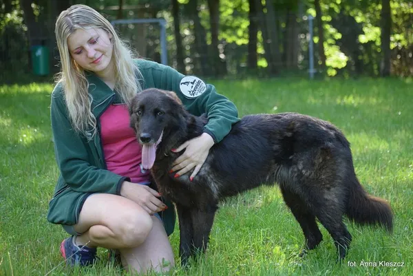 Znaleziono psa, Toruń, 9 maja 2025