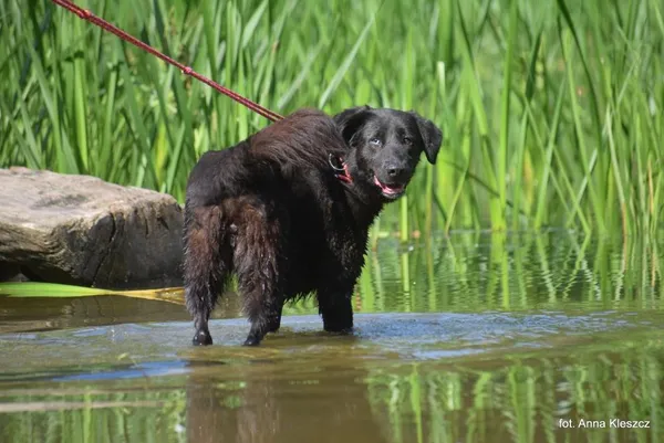 Znaleziono psa, Toruń, 9 maja 2025