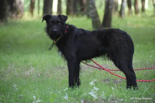Znaleziono psa, Toruń, 15 lipca 2025