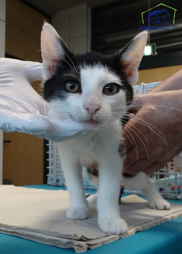 Kot do adopcji, Szczecin, 18 sierpnia 2025