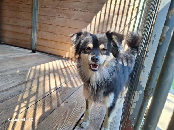 Pies do adopcji, Orzechowce, 19 sierpnia 2025 (1/5)