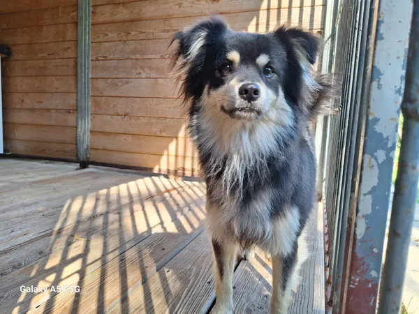 Pies do adopcji, Orzechowce, 19 sierpnia 2025 (2/5)