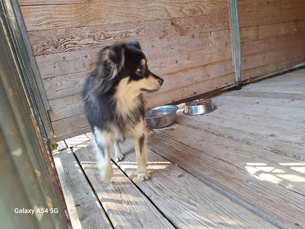 Pies do adopcji, Orzechowce, 19 sierpnia 2025 (5/5)