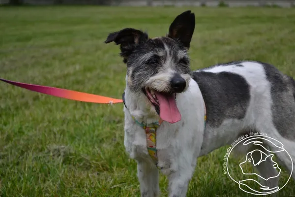 Pies do adopcji, Chełmek, 5 kwietnia 2022