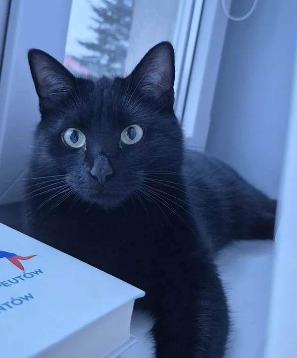 Zaginął kot, Łódź, 19 sierpnia 2025