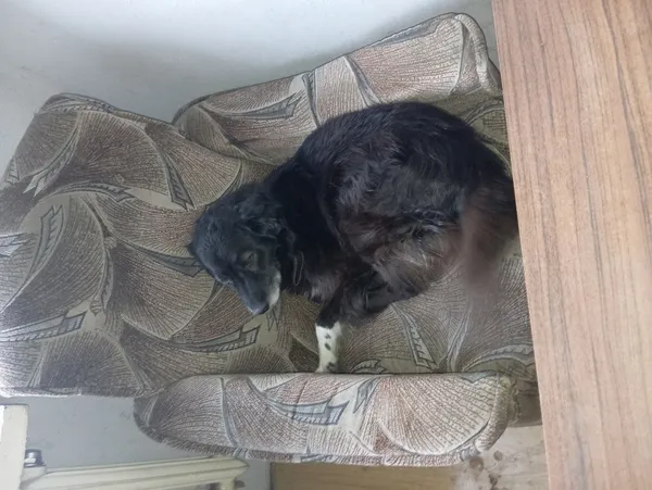 Zaginął pies, Łódź, 19 sierpnia 2025