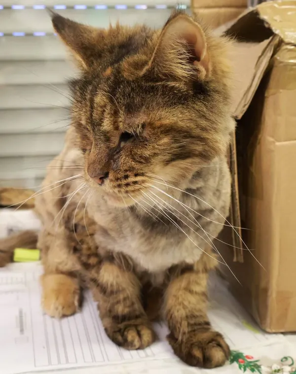 Znaleziono kota, Łódź, 18 sierpnia 2025 (2/2)