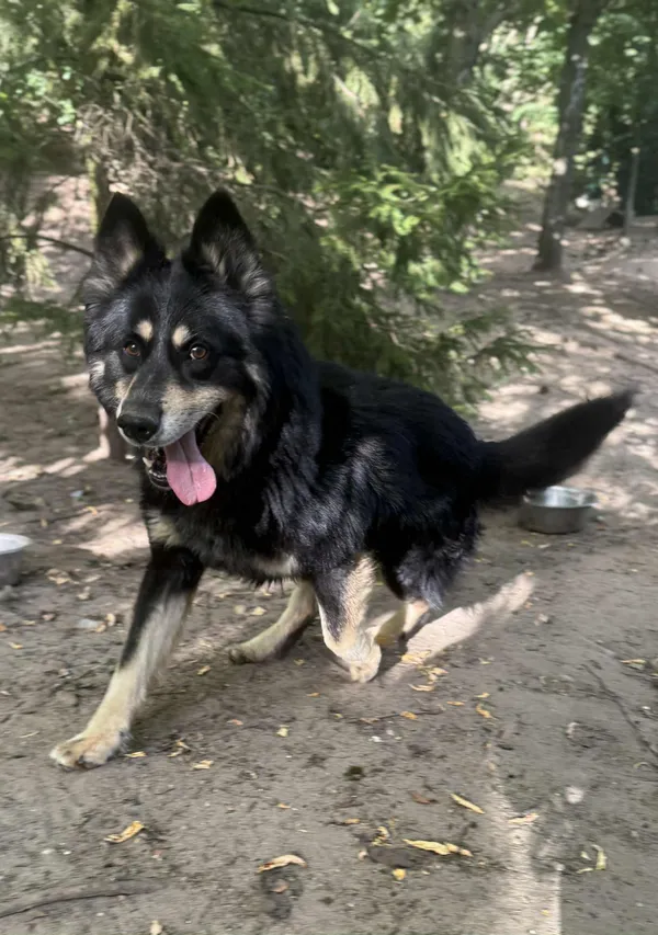 Pies do adopcji, Bydgoszcz, 19 sierpnia 2025 (1/5)