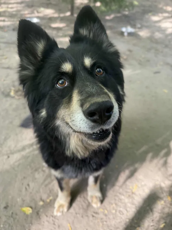 Pies do adopcji, Bydgoszcz, 19 sierpnia 2025 (2/5)