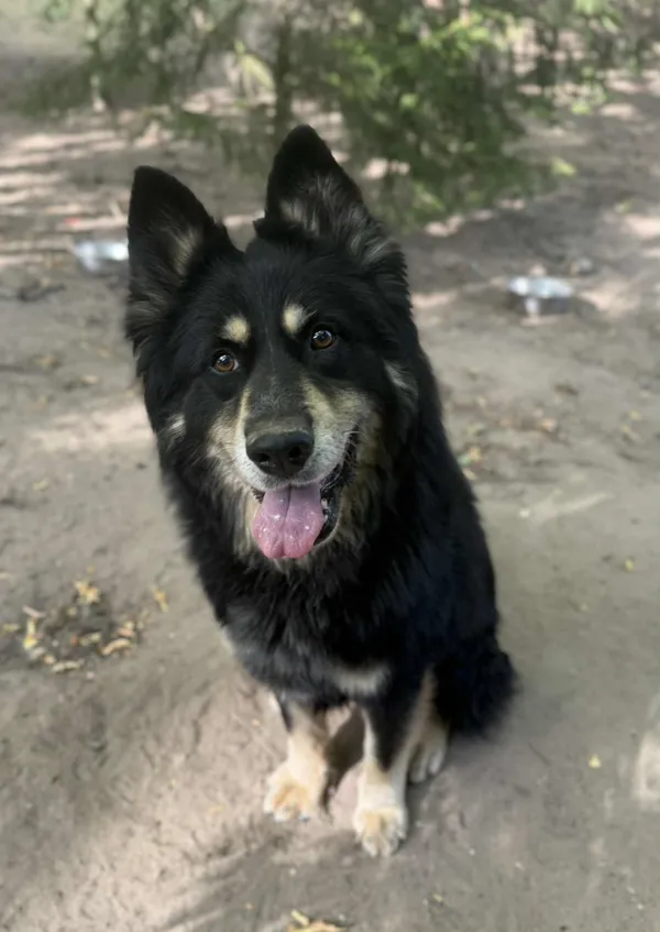 Pies do adopcji, Bydgoszcz, 19 sierpnia 2025 (4/5)