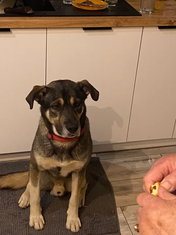 Zaginął pies, Ruszków, 20 sierpnia 2025 (2/3)