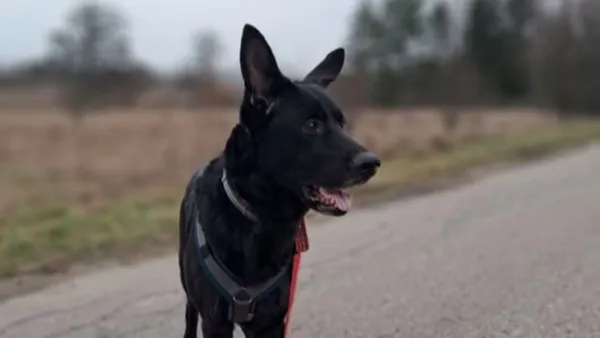 Znaleziono psa, Tatary, 8 grudnia 2024 (1/2)