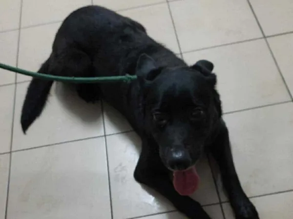 Znaleziono psa, Tatary, 8 grudnia 2024 (2/2)