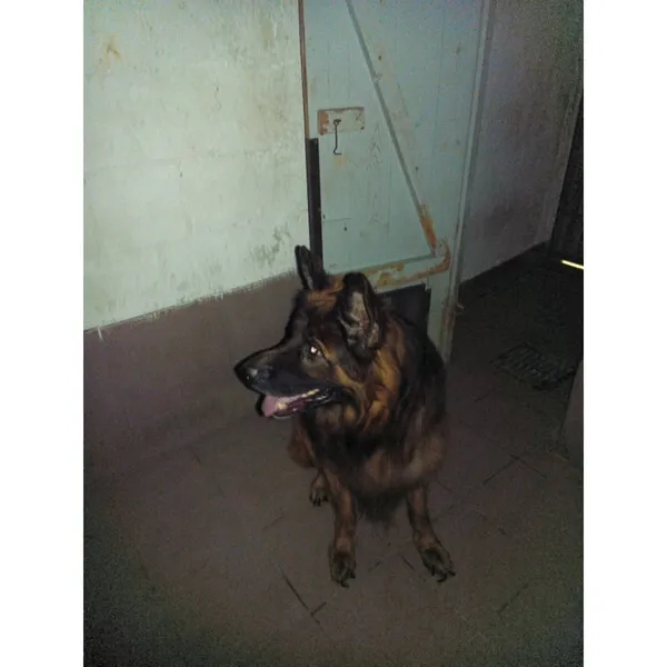 Znaleziono psa, Białystok, 23 lipca 2025