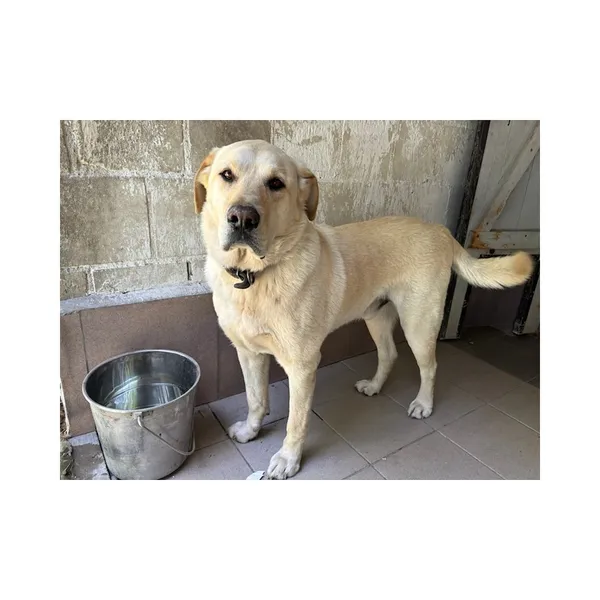 Znaleziono psa, Białystok, 21 czerwca 2025