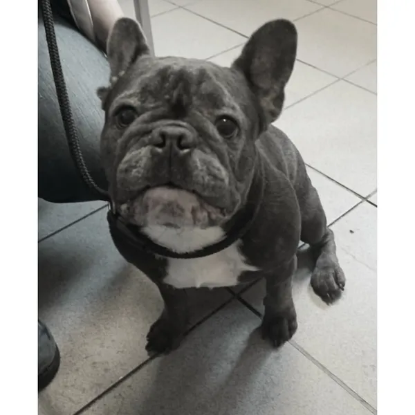 Znaleziono psa, Białystok, 11 czerwca 2025