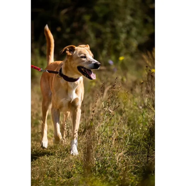 Znaleziono psa, Białystok, 9 czerwca 2025 (2/5)