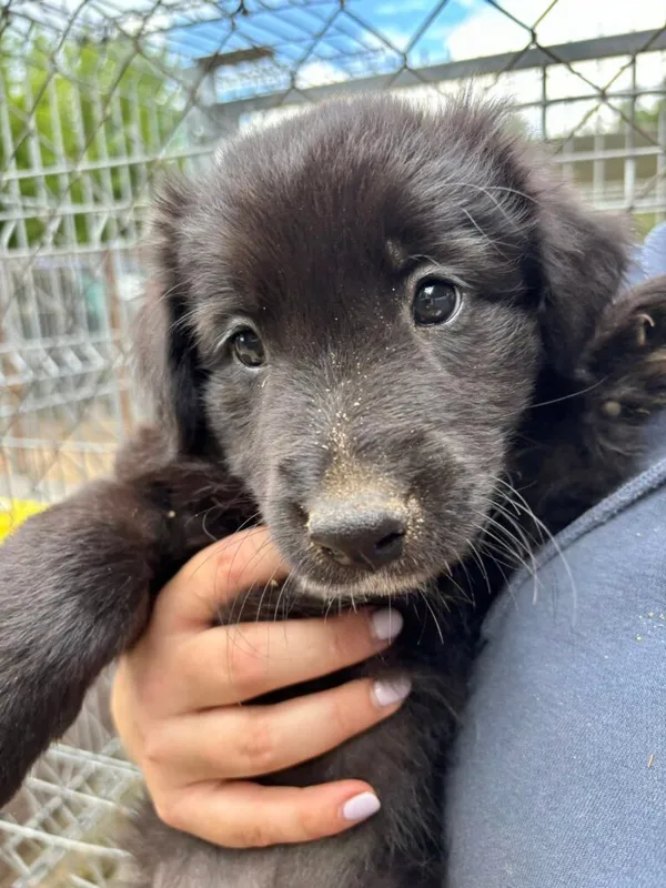 Pies do adopcji, Przyborówko, 18 sierpnia 2025 (2/3)