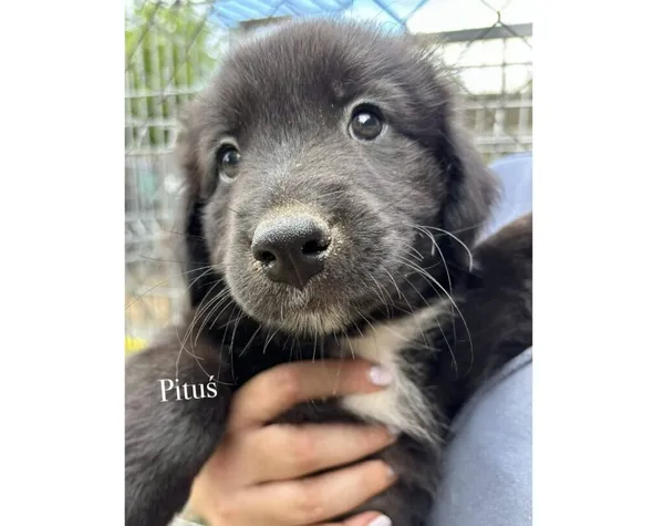 Pies do adopcji, Przyborówko, 18 sierpnia 2025 (3/3)