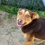 Pies do adopcji