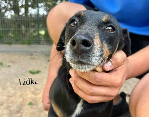 Pies do adopcji, Przyborówko, 18 sierpnia 2025 (1/3)