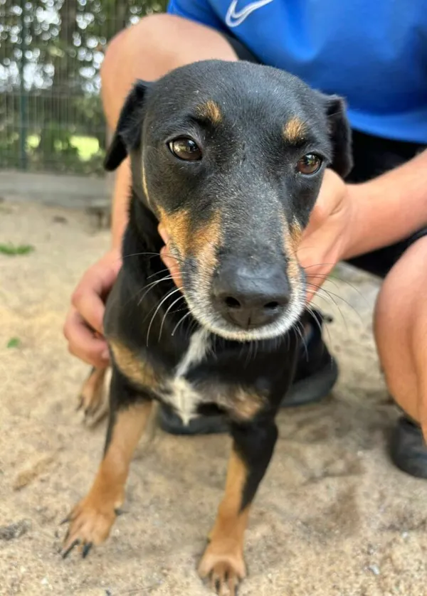 Pies do adopcji, Przyborówko, 18 sierpnia 2025 (2/3)