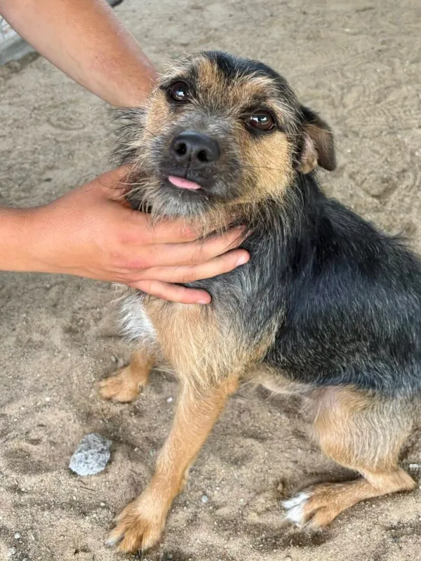 Pies do adopcji, Przyborówko, 27 października 2025 (1/4)