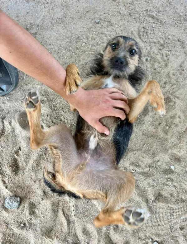 Pies do adopcji, Przyborówko, 27 października 2025 (3/4)