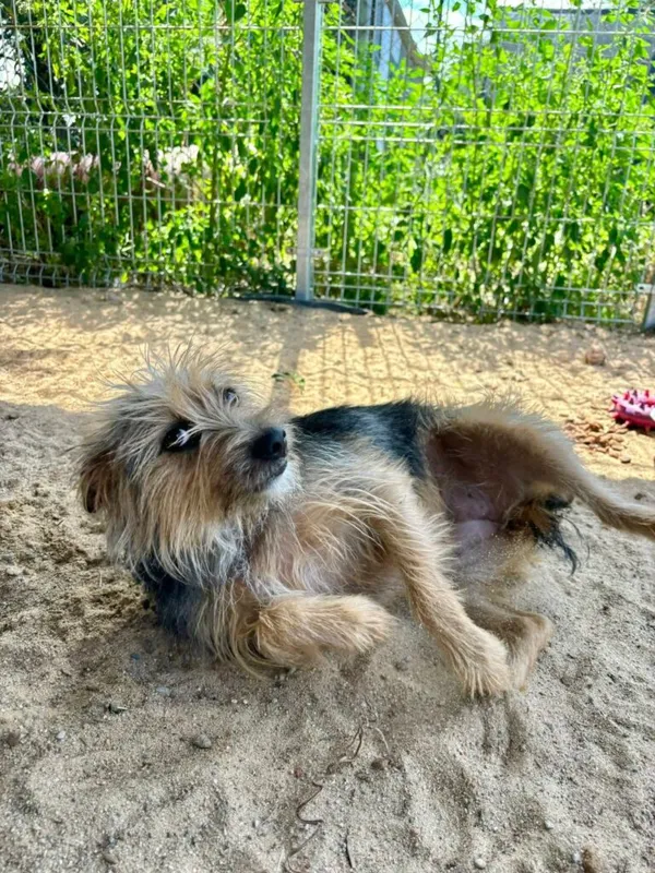 Pies do adopcji, Przyborówko, 18 sierpnia 2025 (1/3)