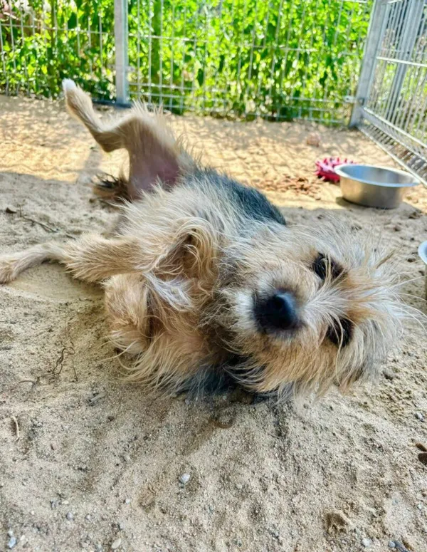 Pies do adopcji, Przyborówko, 18 sierpnia 2025 (2/3)