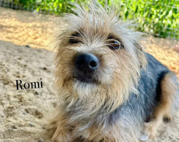 Pies do adopcji, Przyborówko, 18 sierpnia 2025 (3/3)