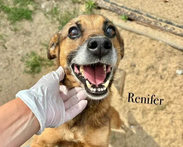 Pies do adopcji, Przyborówko, 18 sierpnia 2025 (1/3)