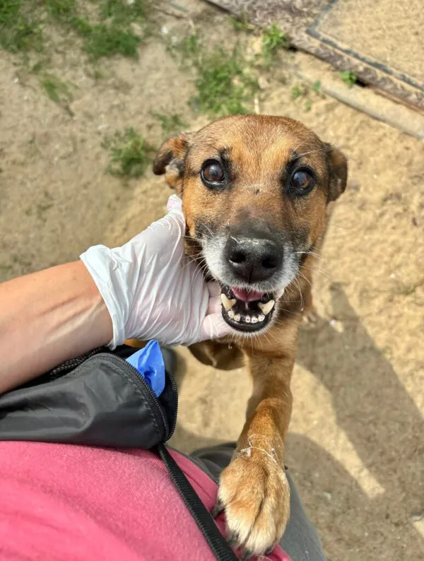 Pies do adopcji, Przyborówko, 18 sierpnia 2025 (2/3)