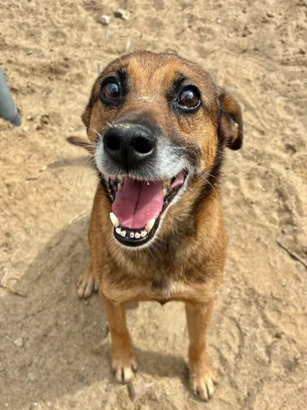 Pies do adopcji, Przyborówko, 18 sierpnia 2025 (3/3)