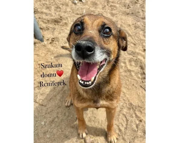 Pies do adopcji, Przyborówko, 28 grudnia 2025 (4/4)