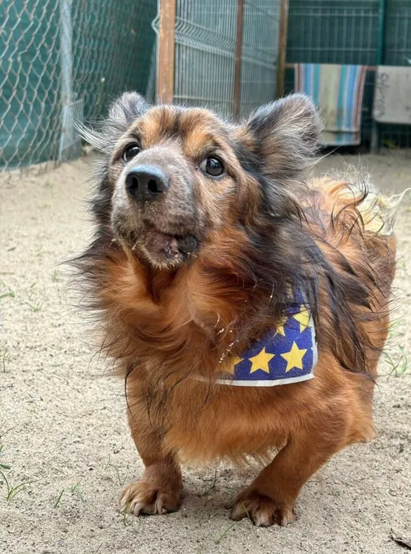 Pies do adopcji, Przyborówko, 18 sierpnia 2025 (1/3)