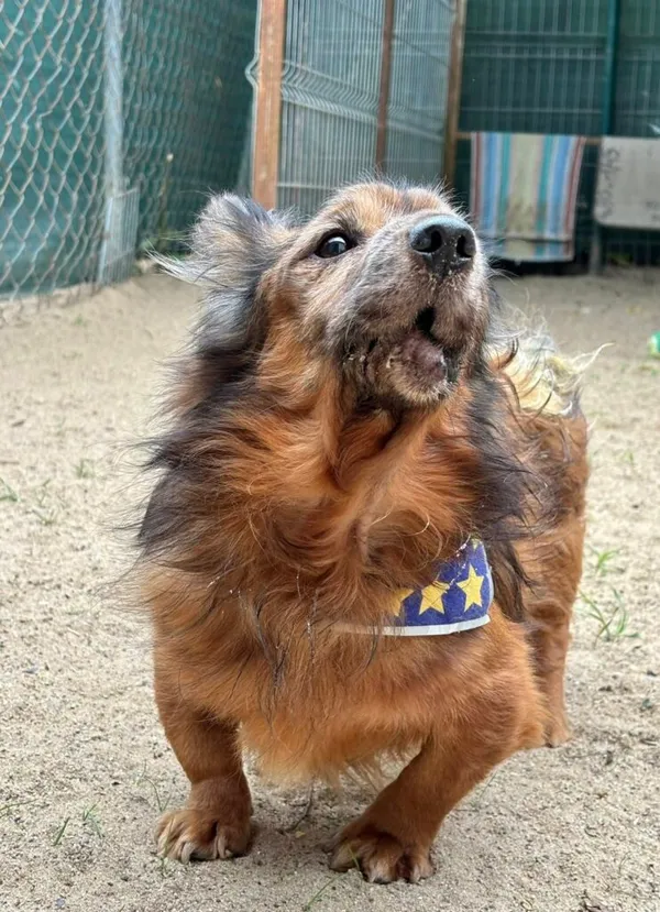 Pies do adopcji, Przyborówko, 18 sierpnia 2025 (2/3)