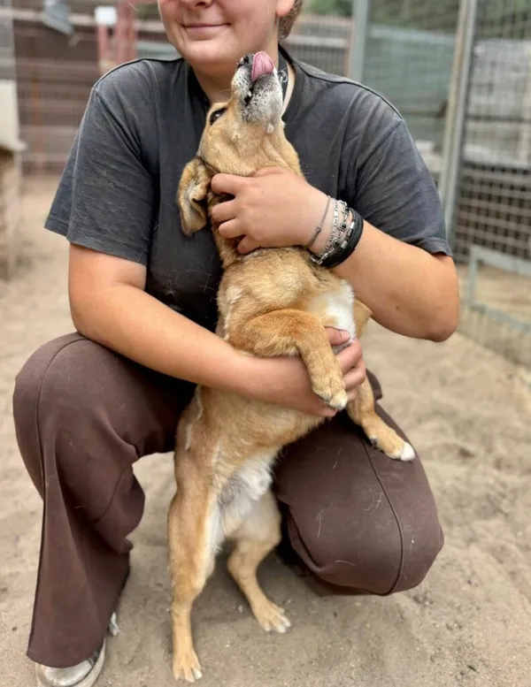 Pies do adopcji, Przyborówko, 17 listopada 2025 (1/4)