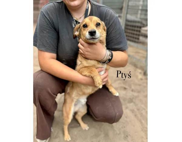 Pies do adopcji, Przyborówko, 17 listopada 2025 (2/4)