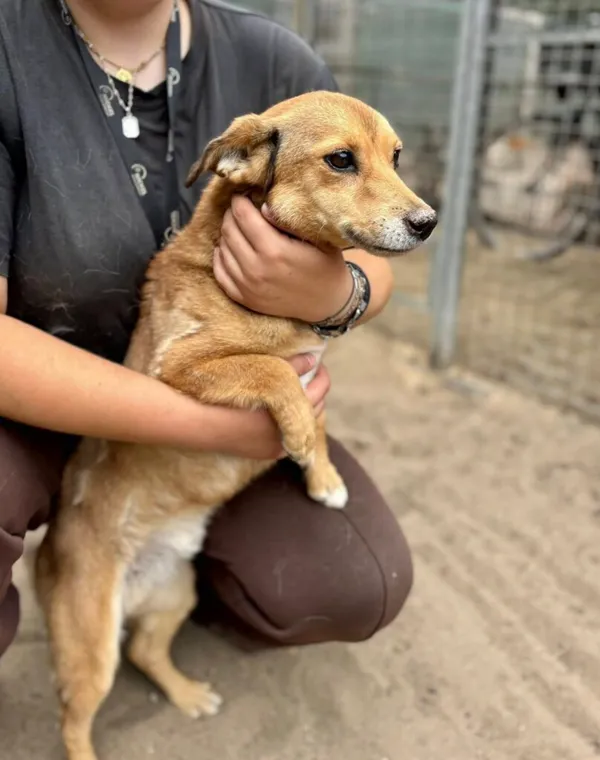 Pies do adopcji, Przyborówko, 17 listopada 2025 (3/4)