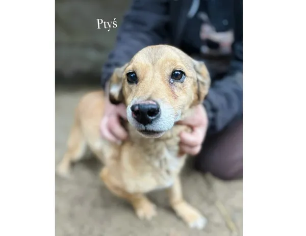 Pies do adopcji, Przyborówko, 17 listopada 2025 (4/4)